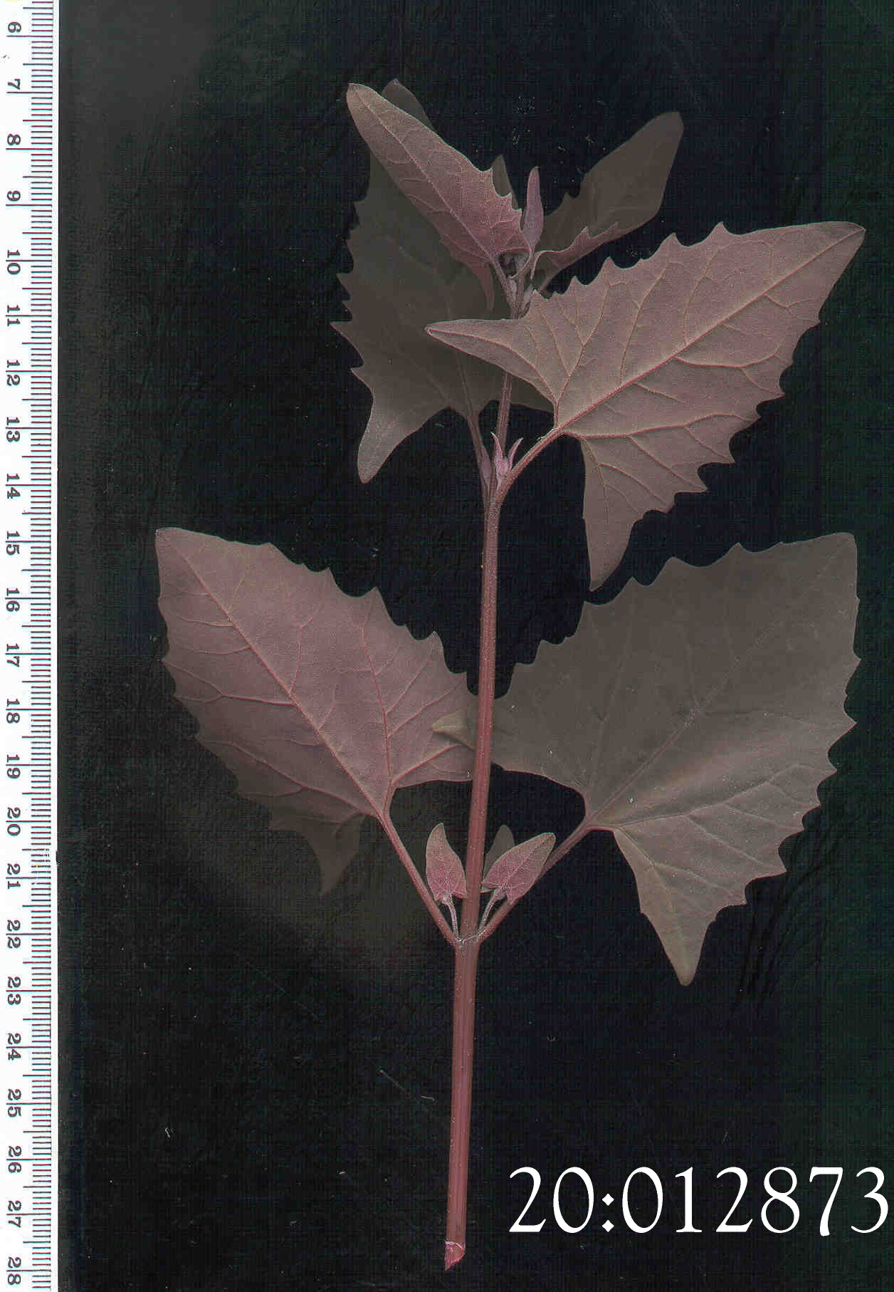 LEAF